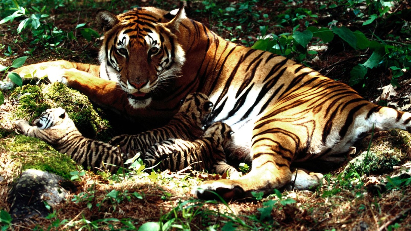 Tiger Foto Wallpaper (3) #8 - 1366x768