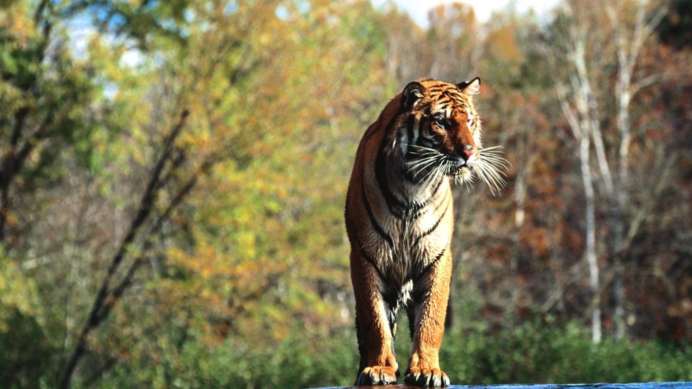 Tiger Фото обои (3) #9 - 1366x768