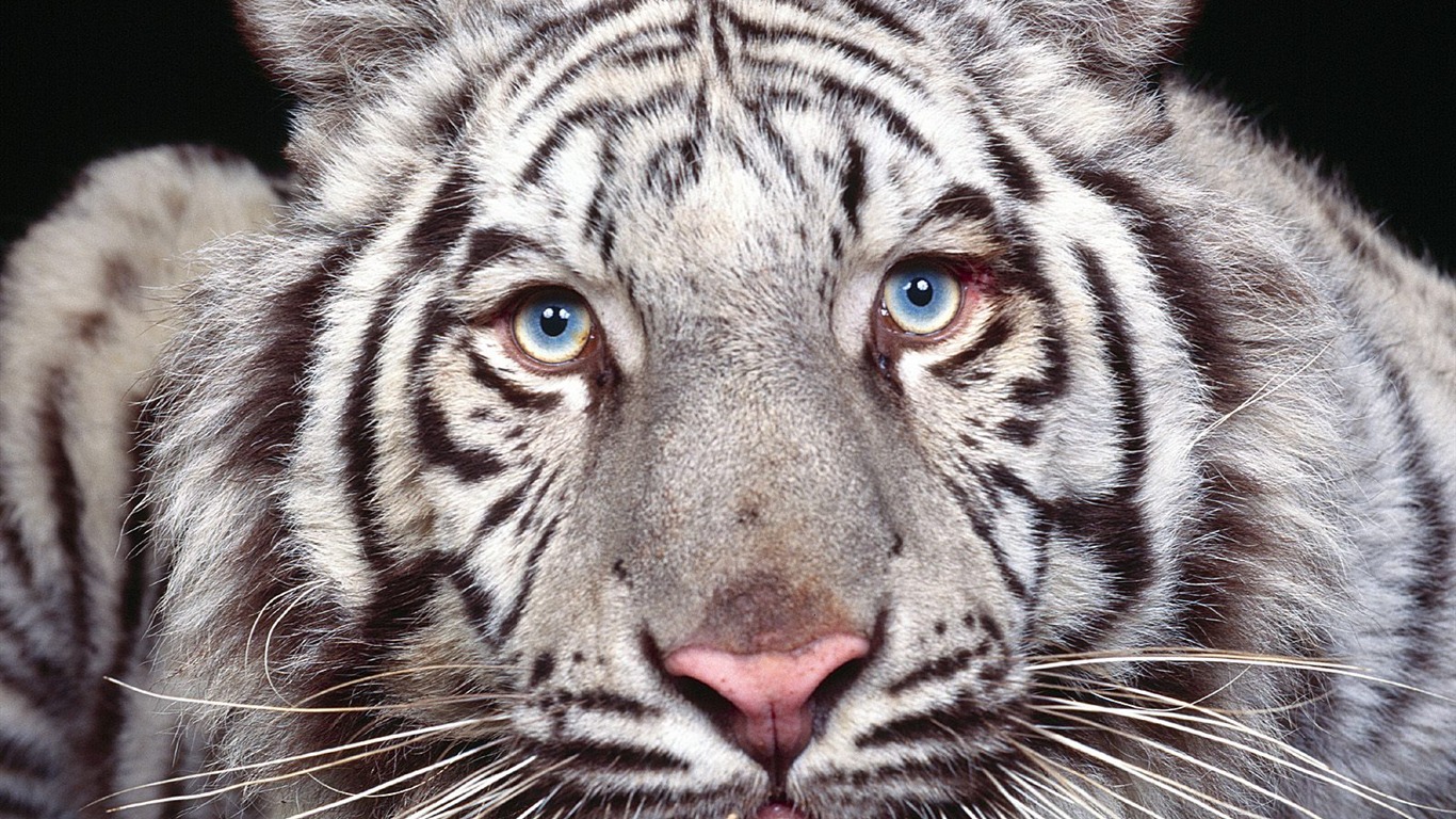 Fond d'écran Tiger Photo (3) #12 - 1366x768
