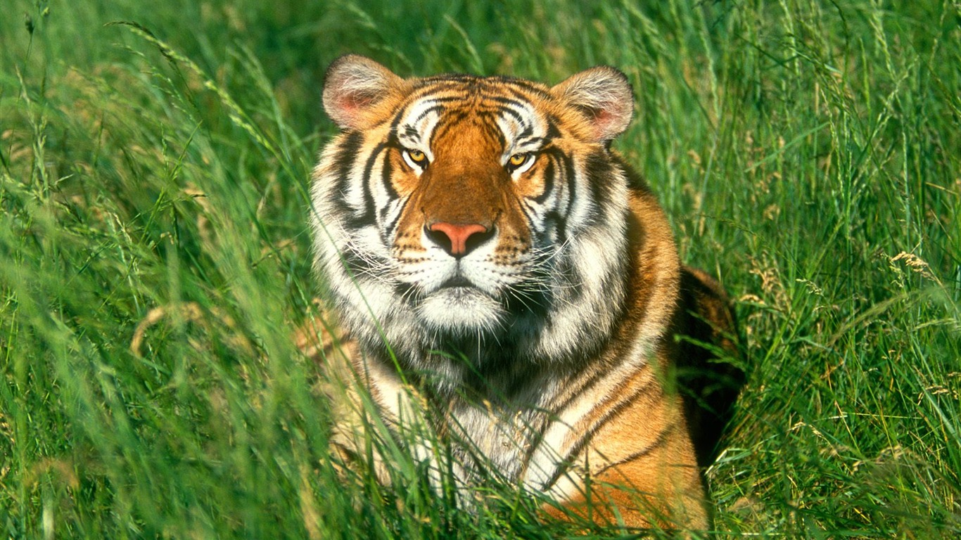 Tiger Photo Wallpaper (3) #14 - 1366x768