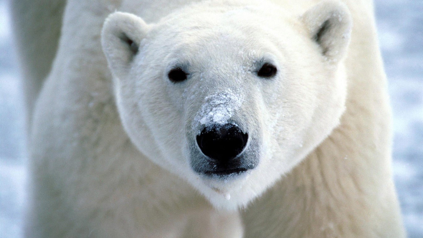 北极熊写真壁纸1 - 1366x768