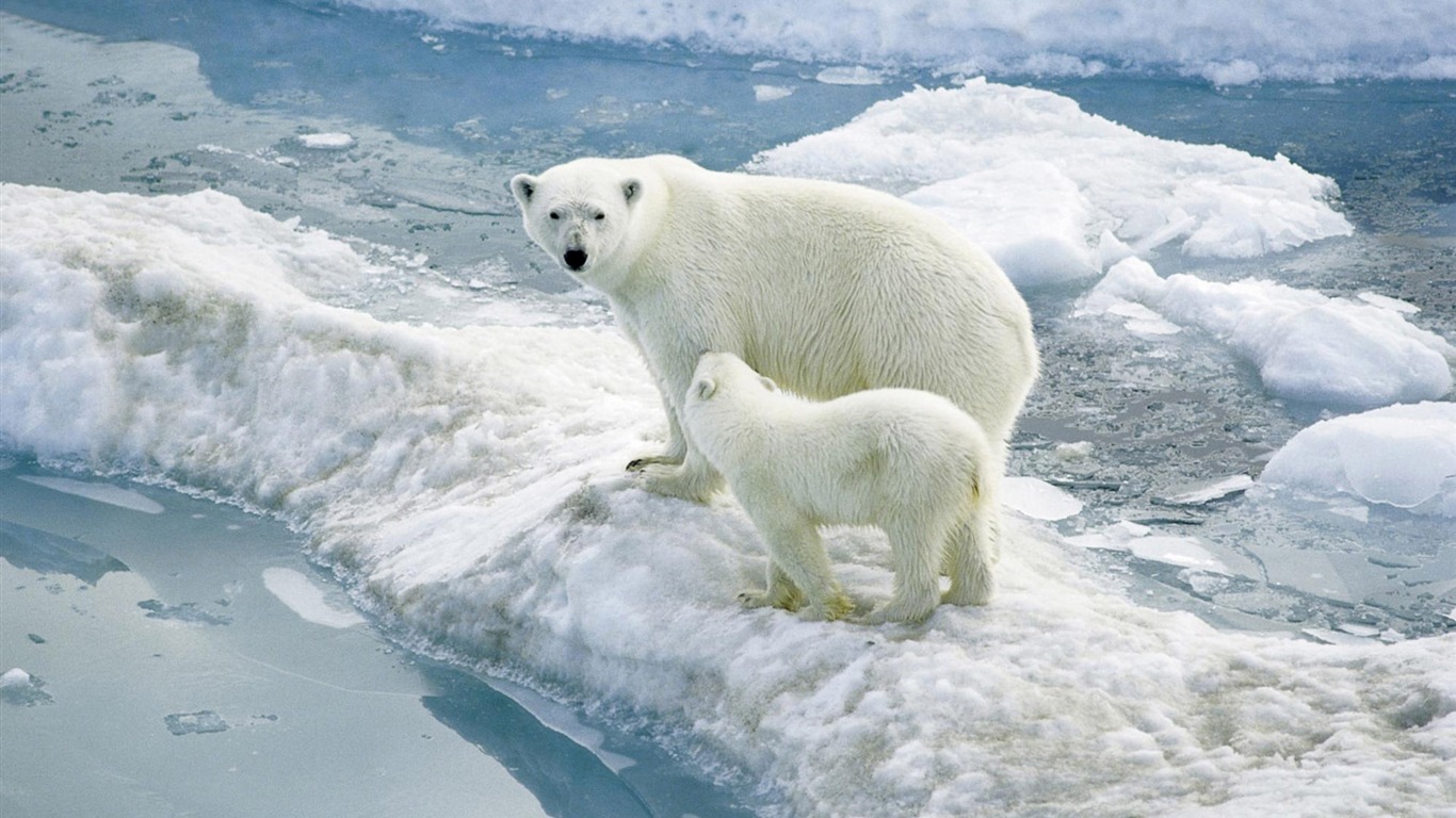 Polar Bear Photo Wallpaper #2 - 1366x768