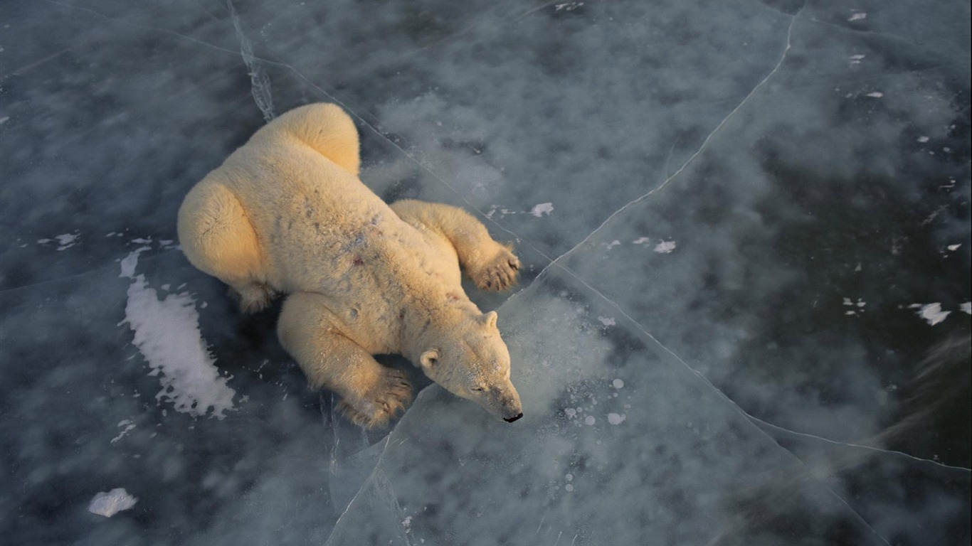 北极熊写真壁纸3 - 1366x768