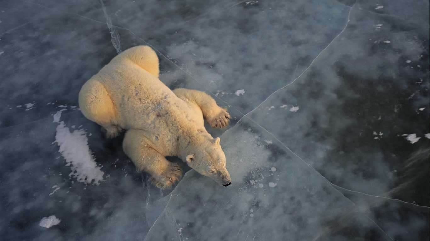 Polar Bear Foto Wallpaper #3 - 1366x768