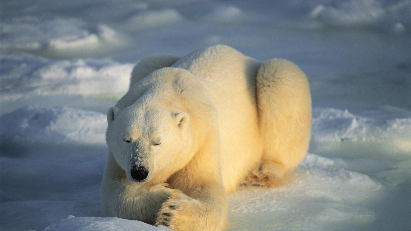 北极熊写真壁纸4 - 1366x768