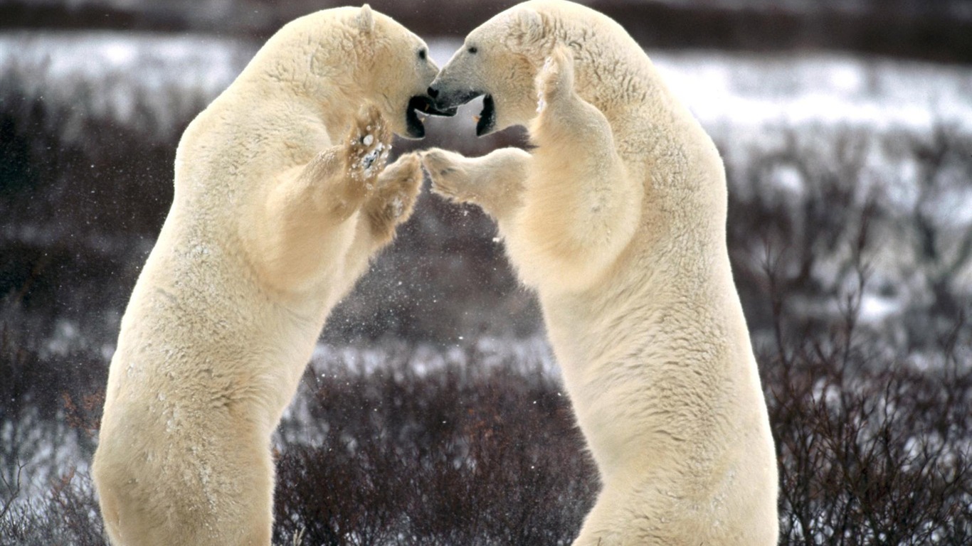 Polar Bear Photo Wallpaper #5 - 1366x768
