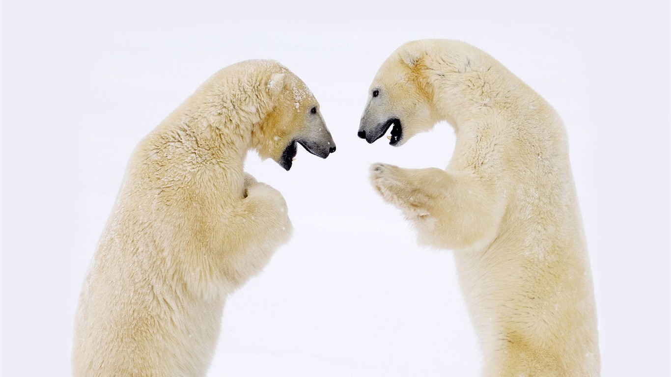 Polar Bear Photo Wallpaper #6 - 1366x768