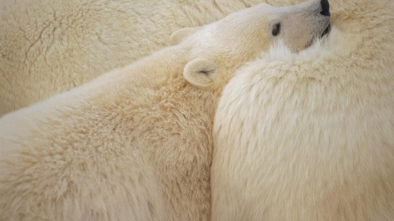 Polar Bear Photo Wallpaper #7 - 1366x768