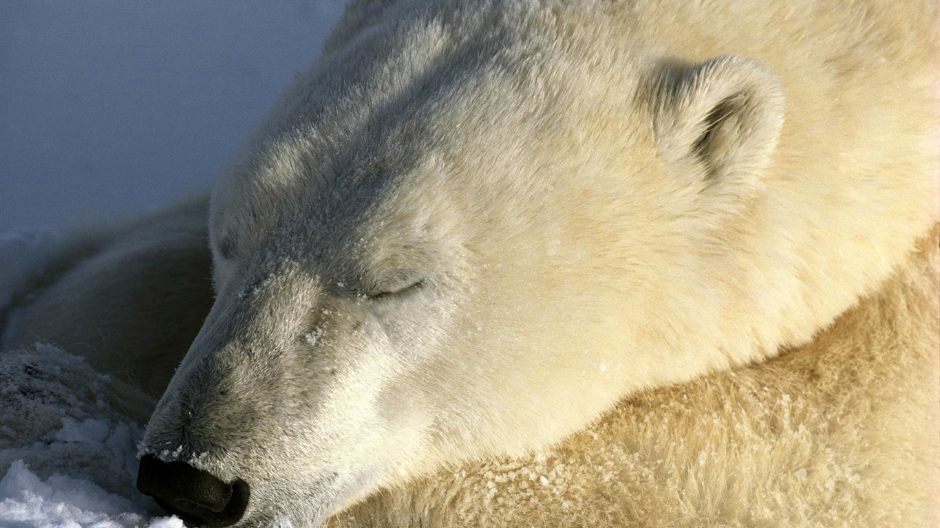 Polar Bear Photo Wallpaper #8 - 1366x768