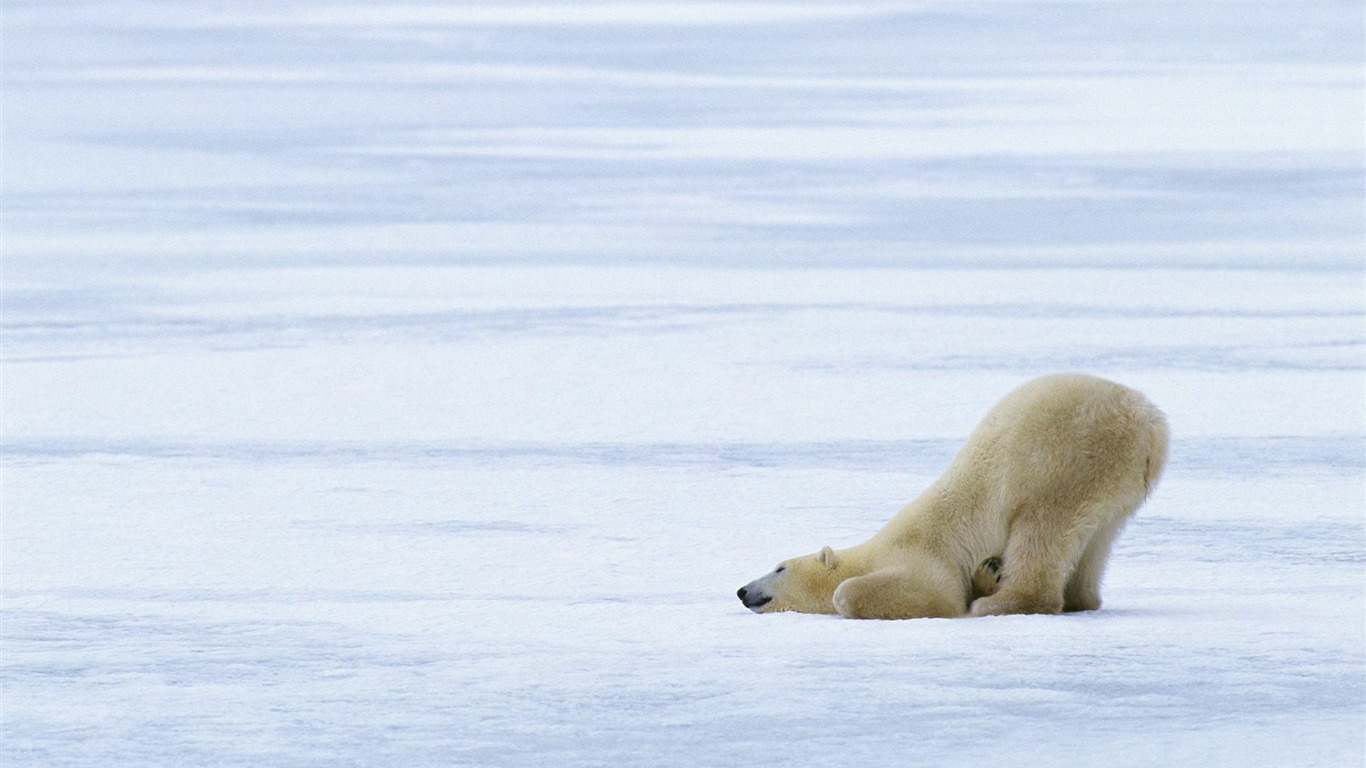 Fond d'écran Polar Bear Photo #9 - 1366x768