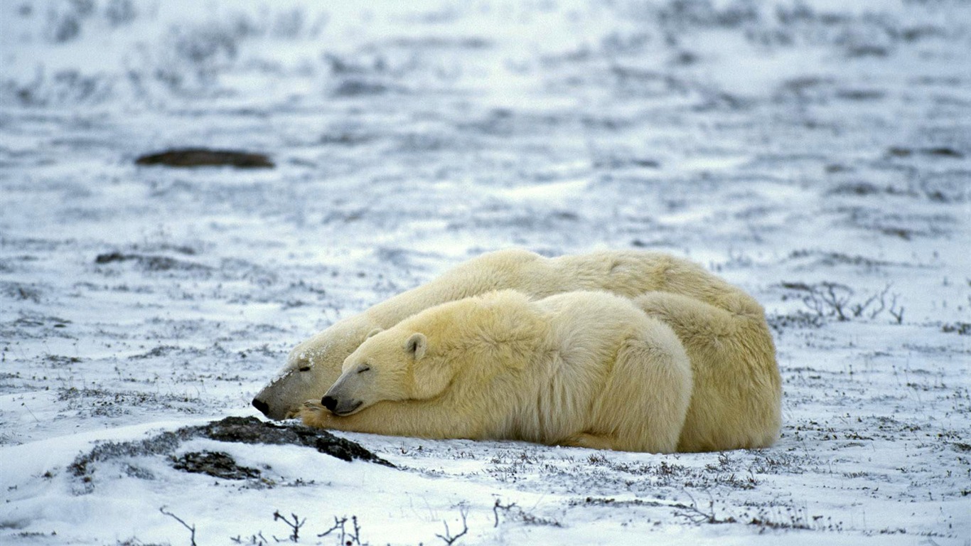 Polar Bear Photo Wallpaper #10 - 1366x768