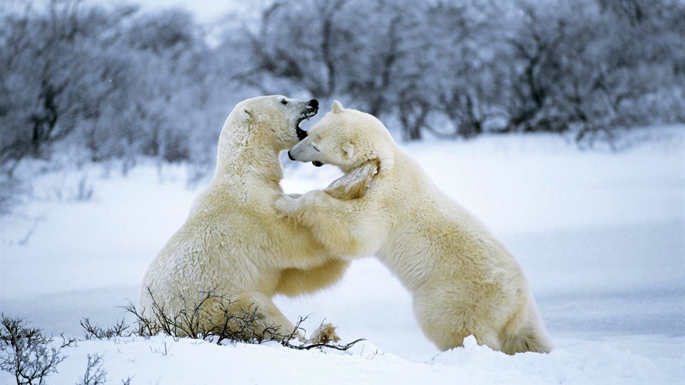 Polar Bear Foto Wallpaper #11 - 1366x768