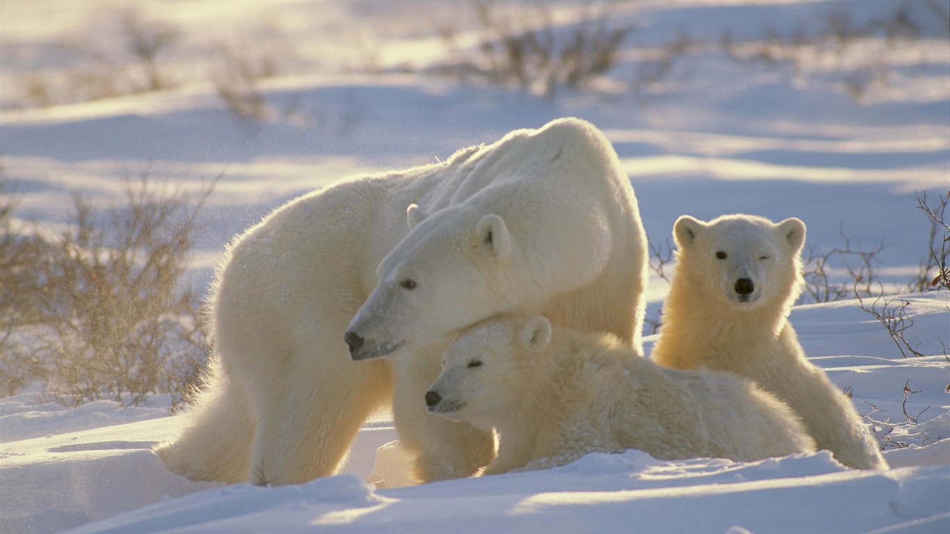 Fond d'écran Polar Bear Photo #12 - 1366x768