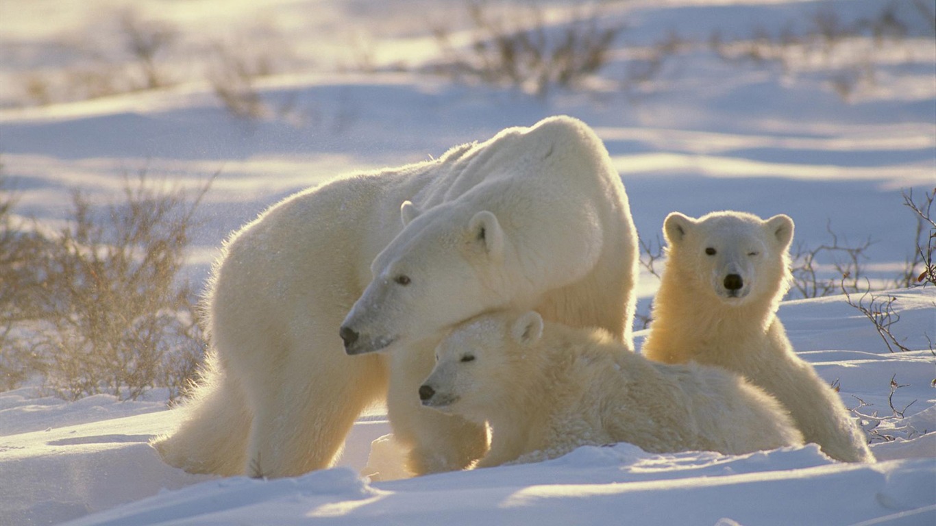 Polar Bear Foto Wallpaper #12 - 1366x768