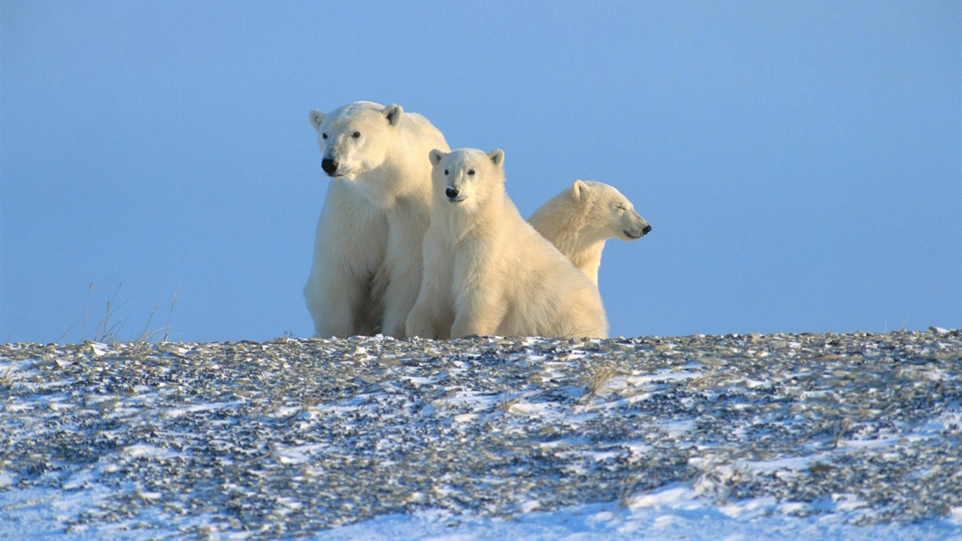 北极熊写真壁纸13 - 1366x768