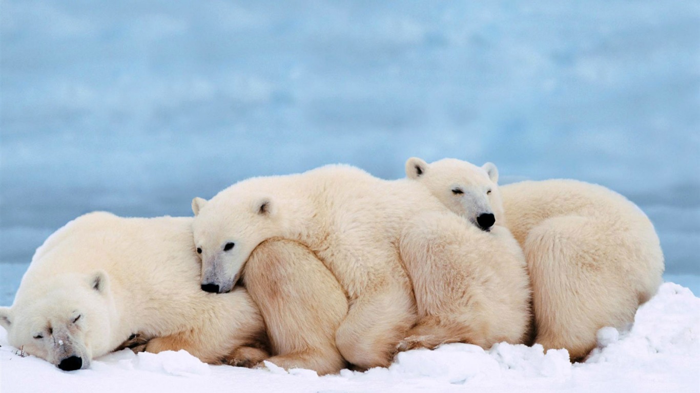 Polar Bear Photo Wallpaper #14 - 1366x768