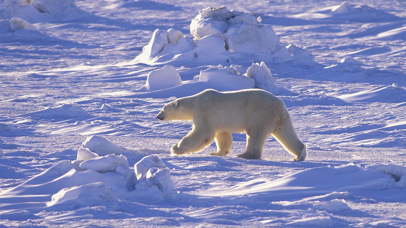 Fond d'écran Polar Bear Photo #15 - 1366x768
