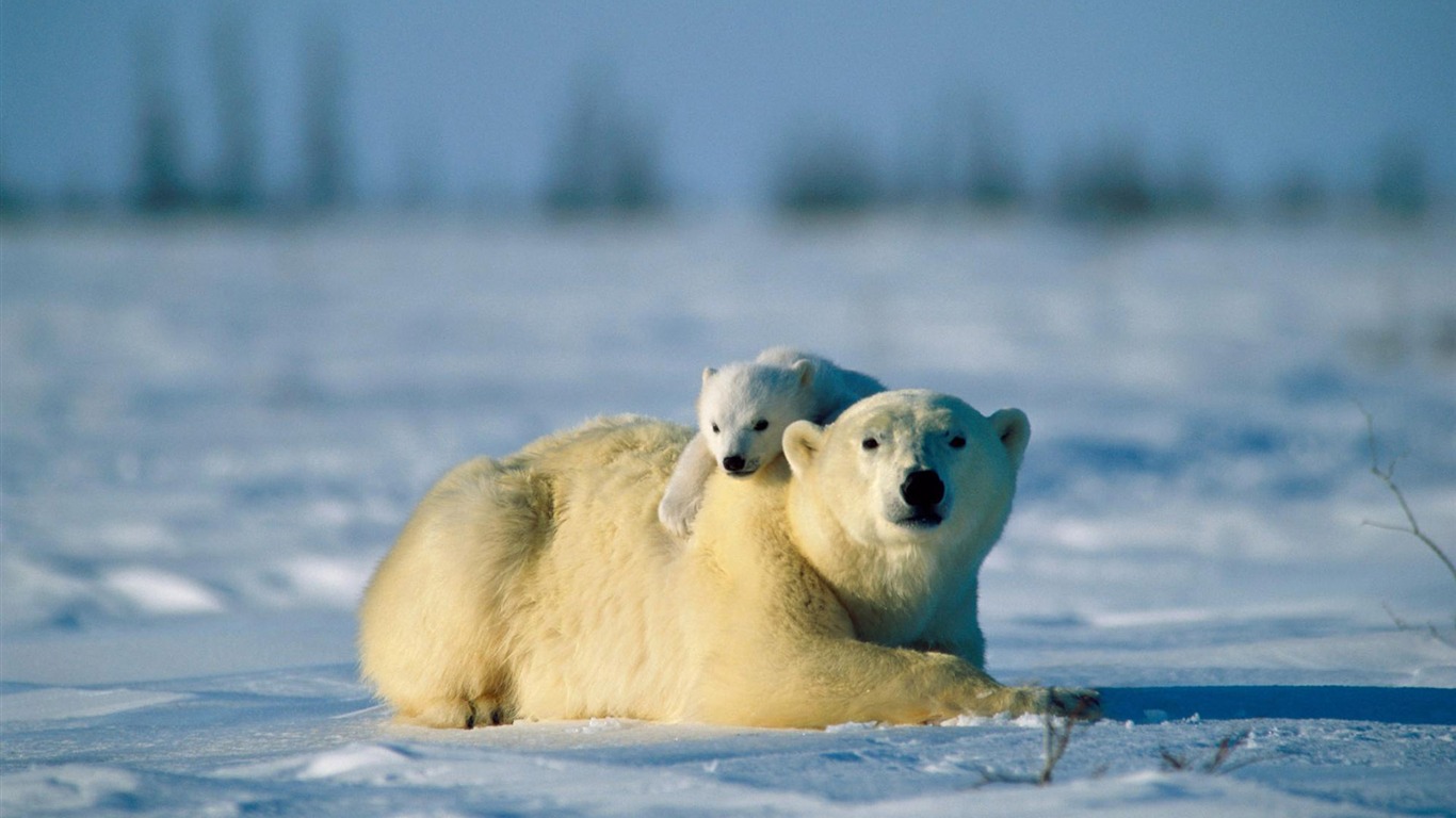 Polar Bear Photo Wallpaper #16 - 1366x768