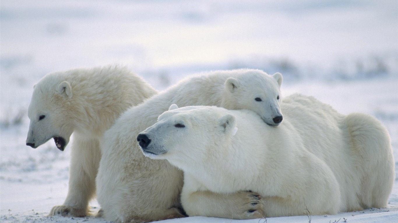 Polar Bear Photo Wallpaper #17 - 1366x768