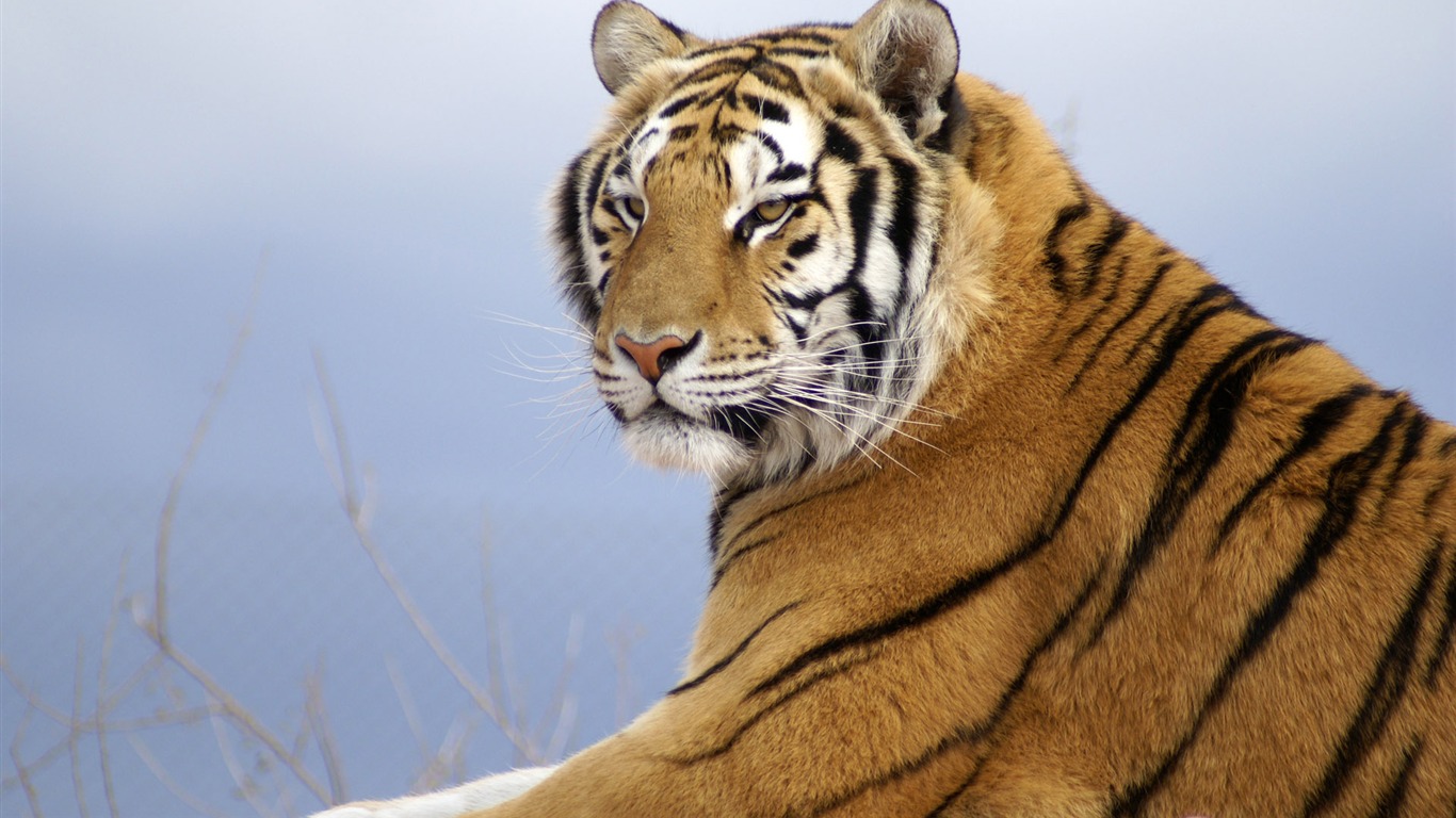 Tiger Фото обои (4) #2 - 1366x768