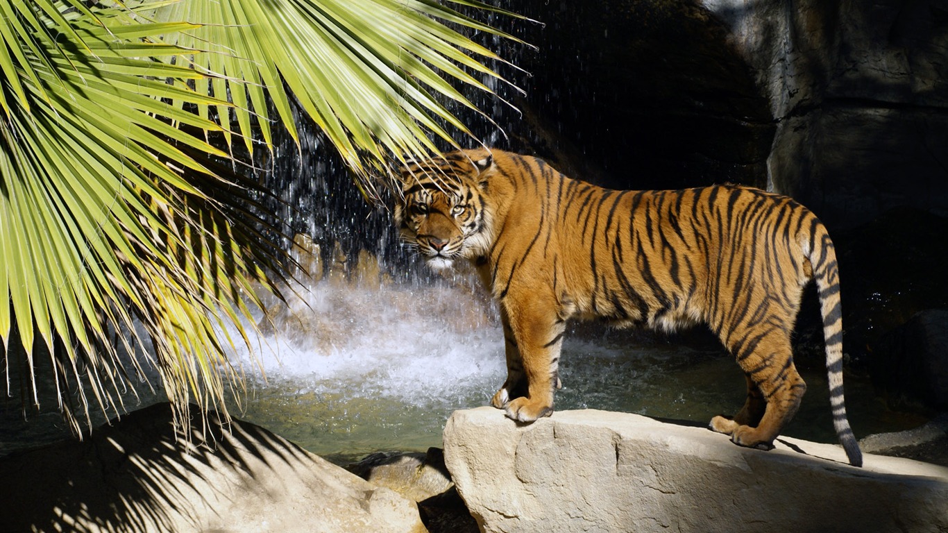 Tiger Фото обои (4) #3 - 1366x768