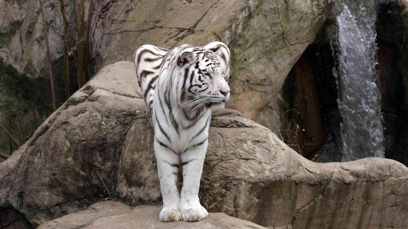 Tiger Фото обои (4) #5 - 1366x768