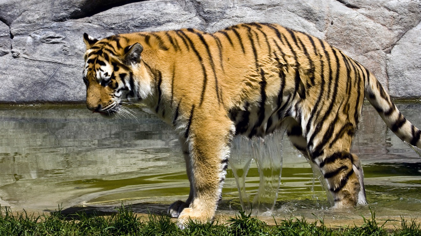 Tiger Photo Wallpaper (4) #6 - 1366x768