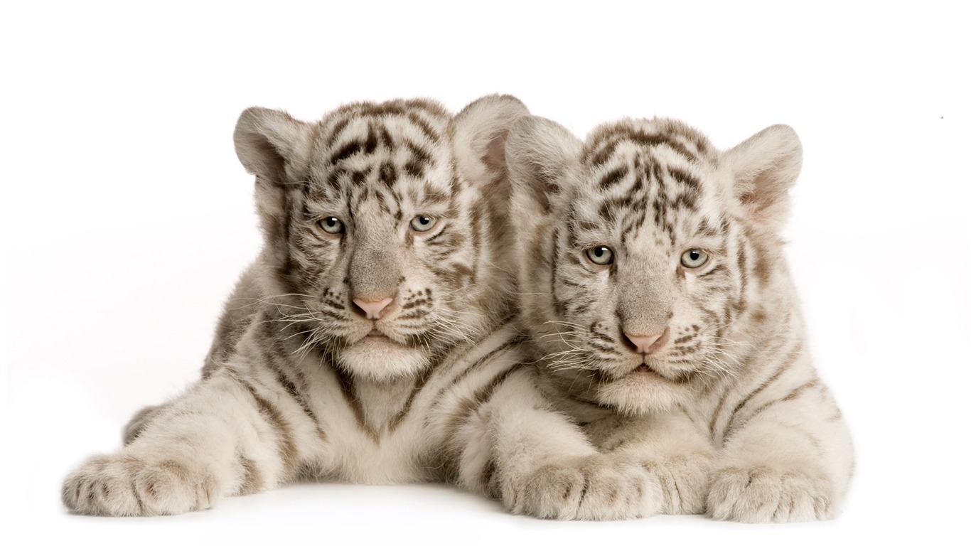 Tiger Фото обои (4) #7 - 1366x768