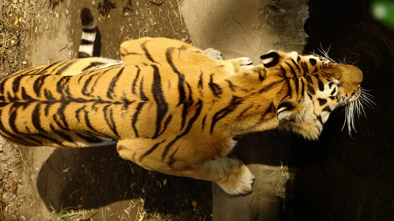 Tiger Фото обои (4) #9 - 1366x768