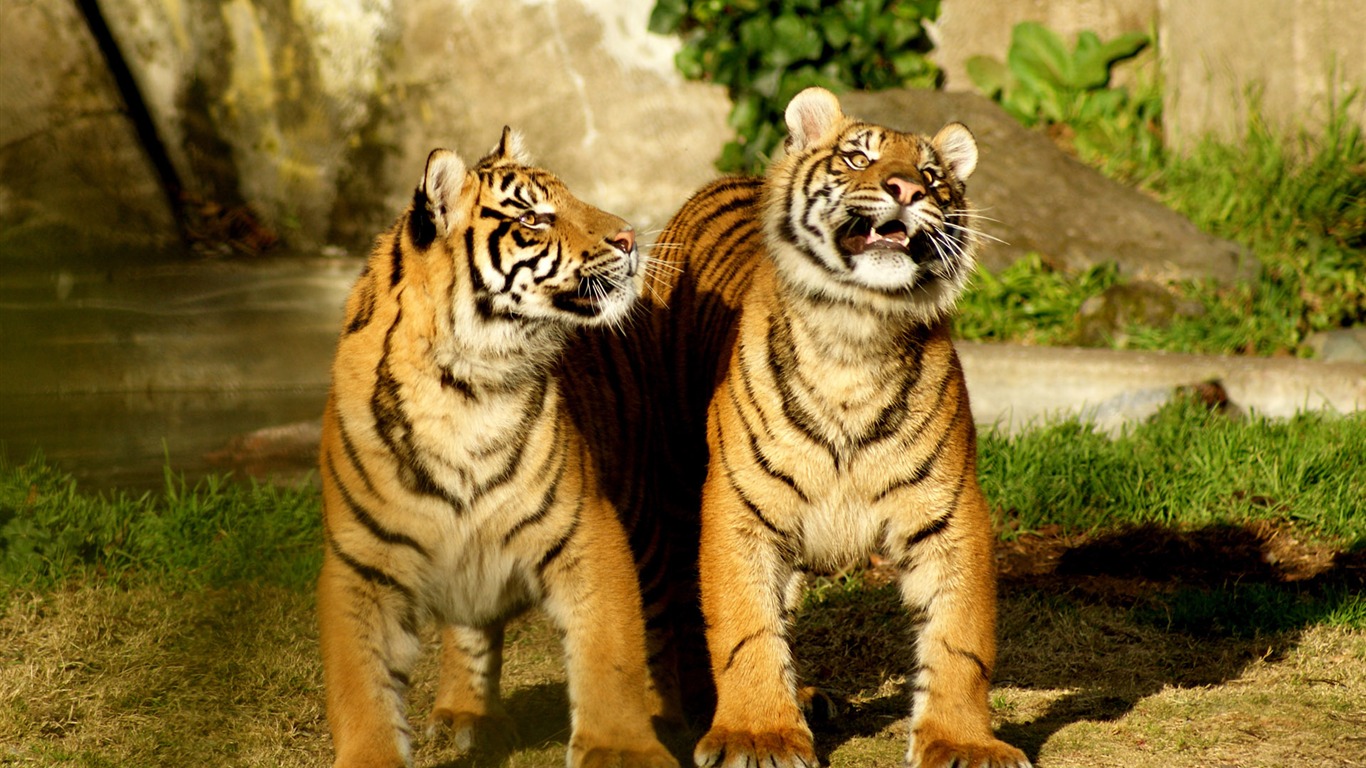 Tiger Фото обои (4) #10 - 1366x768