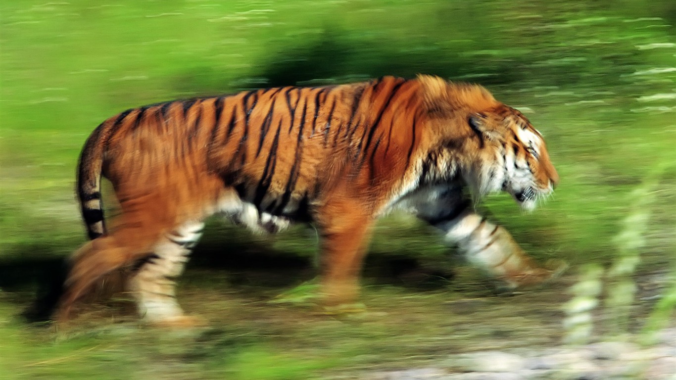 Tiger Фото обои (4) #11 - 1366x768