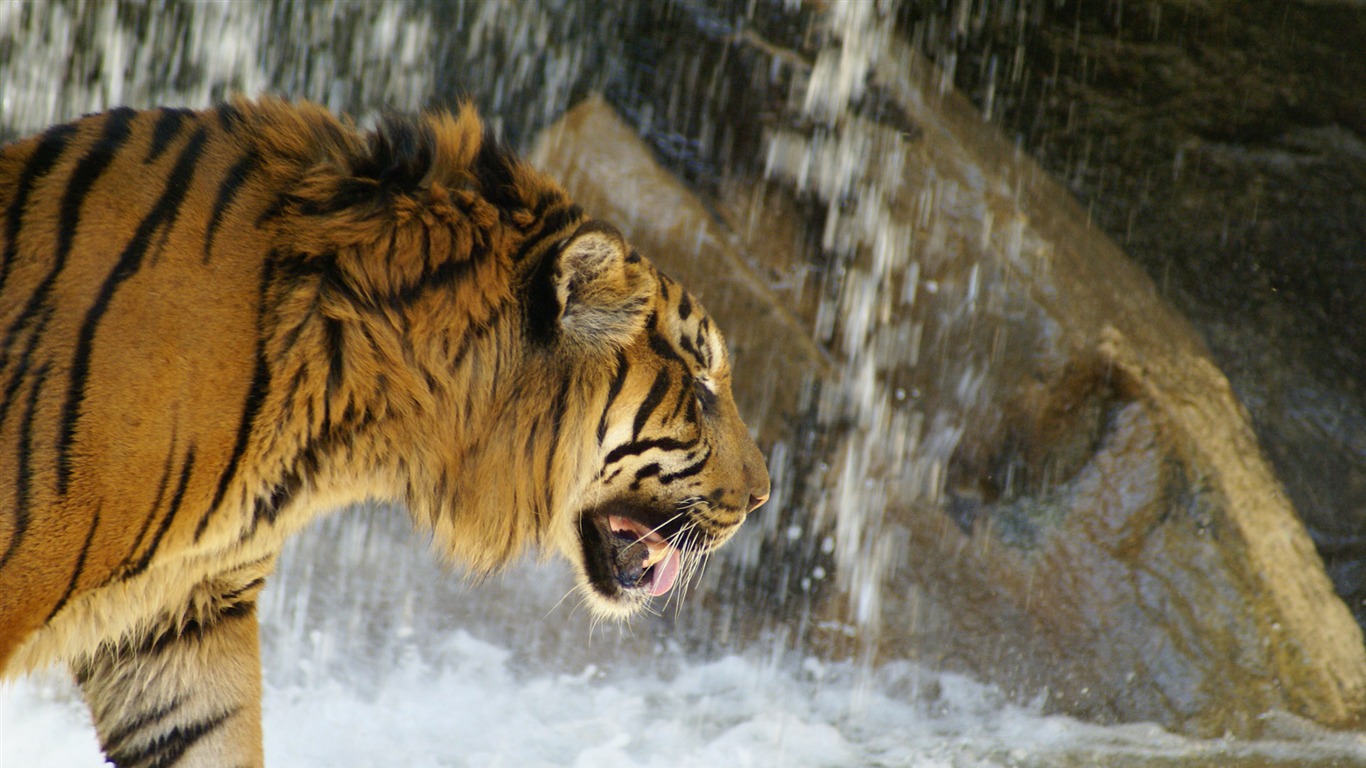 Tiger Фото обои (4) #12 - 1366x768