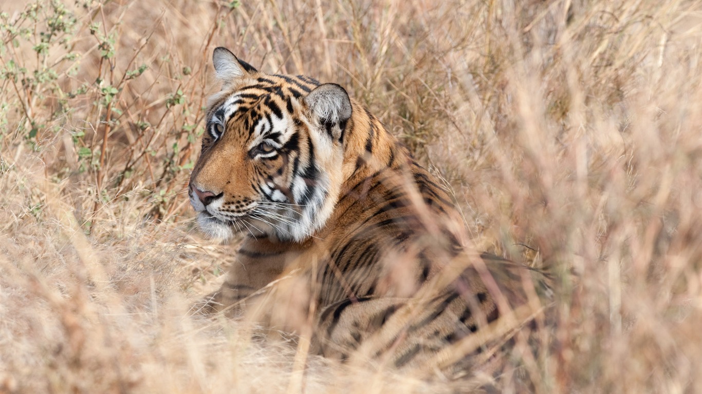 Tiger Фото обои (4) #19 - 1366x768