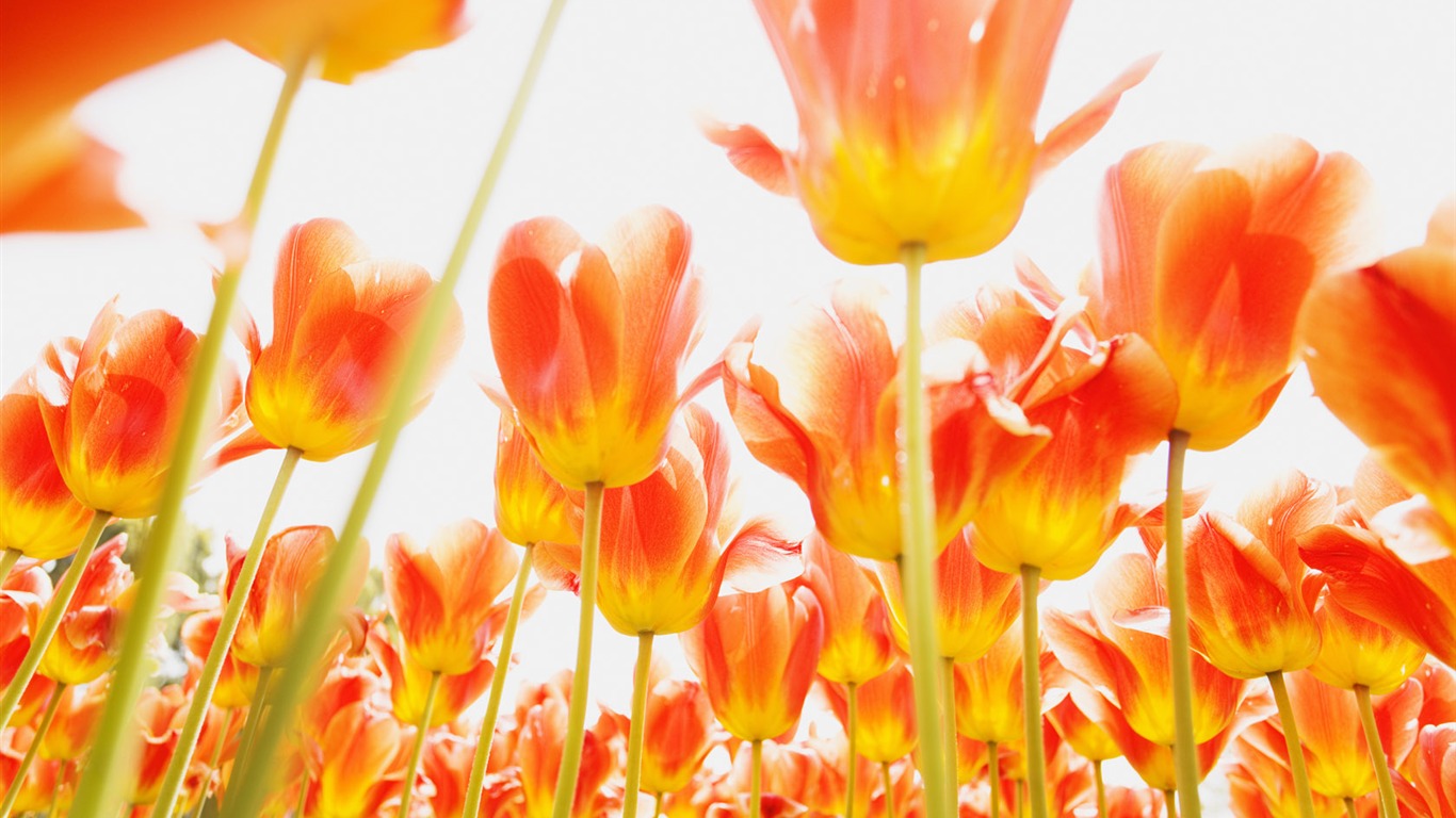 Tulip Широкоэкранные обои #12 - 1366x768