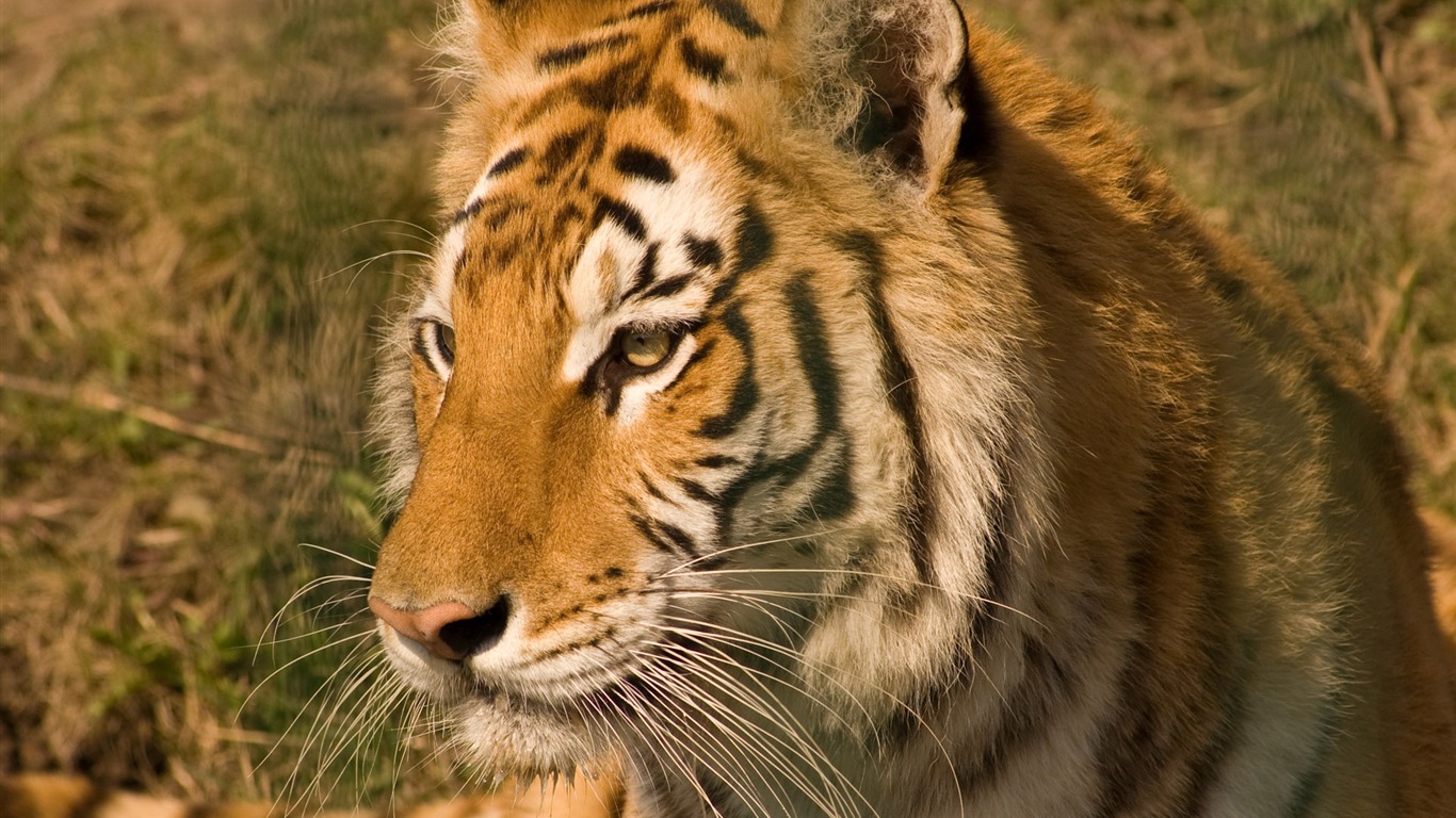 Tiger Foto tapety (5) #1 - 1366x768
