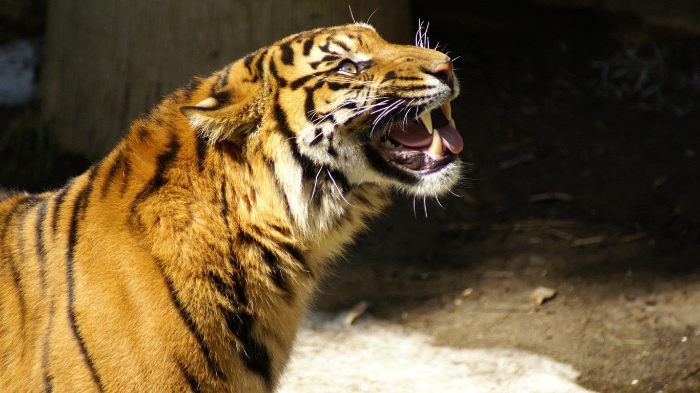 Tiger Foto tapety (5) #4 - 1366x768
