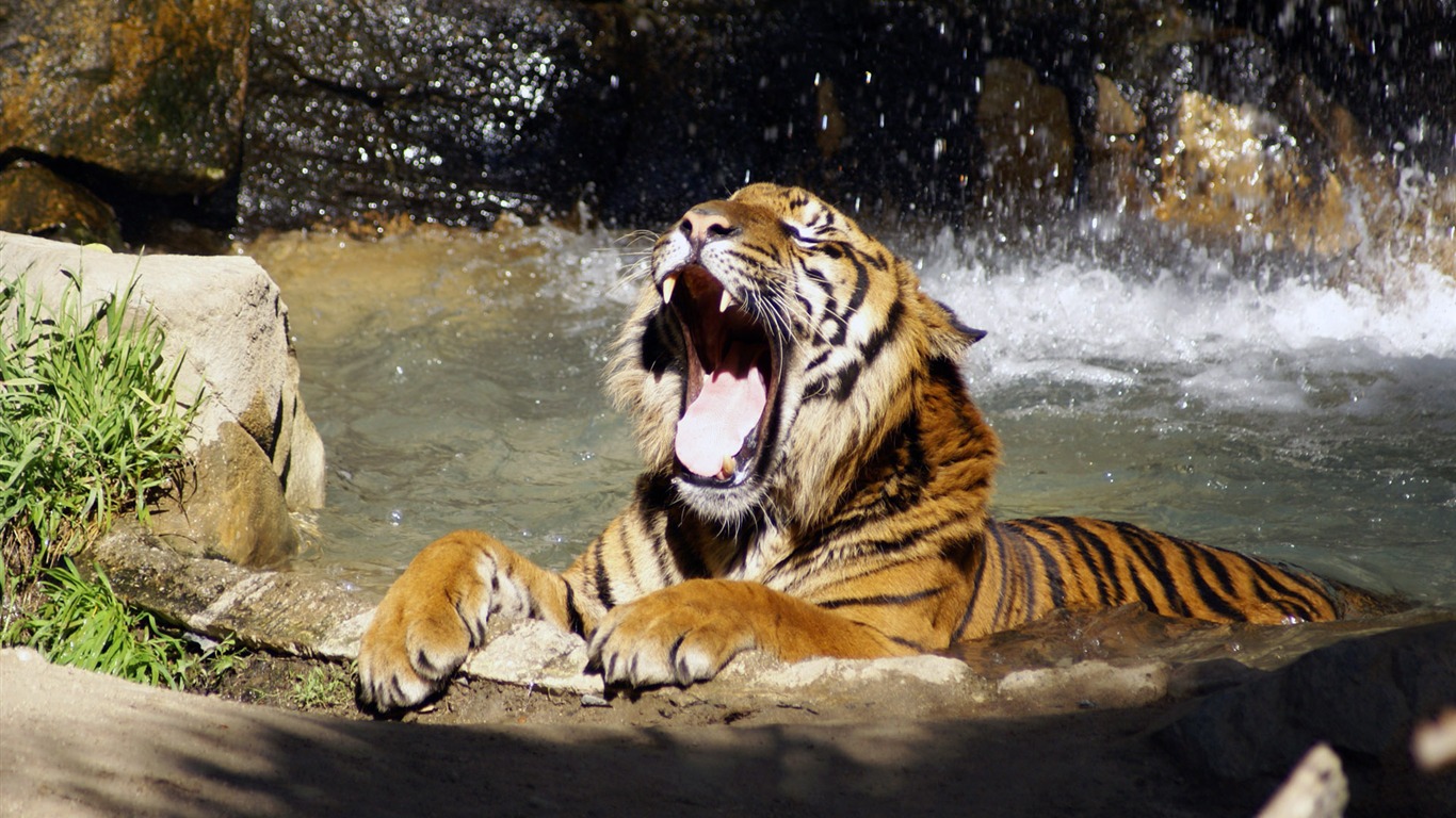 Fond d'écran Tiger Photo (5) #9 - 1366x768