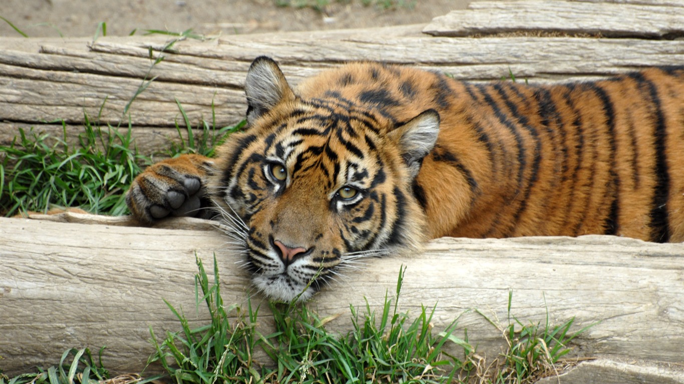 Tiger Foto tapety (5) #10 - 1366x768