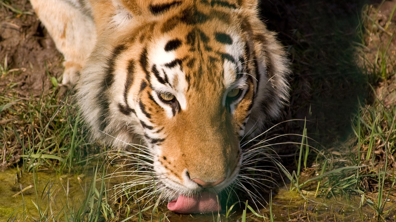 Fond d'écran Tiger Photo (5) #11 - 1366x768