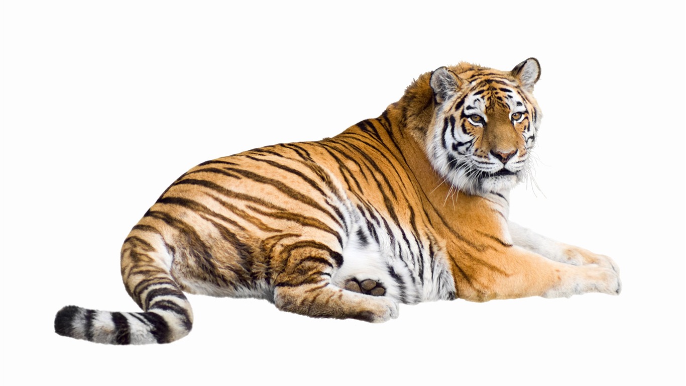 Tiger Photo Wallpaper (5) #13 - 1366x768