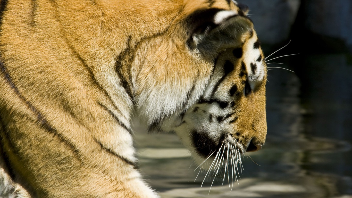 Tiger Foto tapety (5) #17 - 1366x768