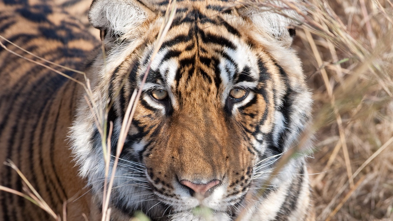 Tiger Foto tapety (5) #18 - 1366x768