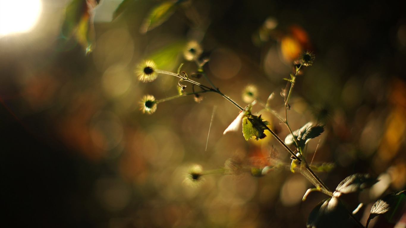 自然の風景の壁紙のビートと #3 - 1366x768