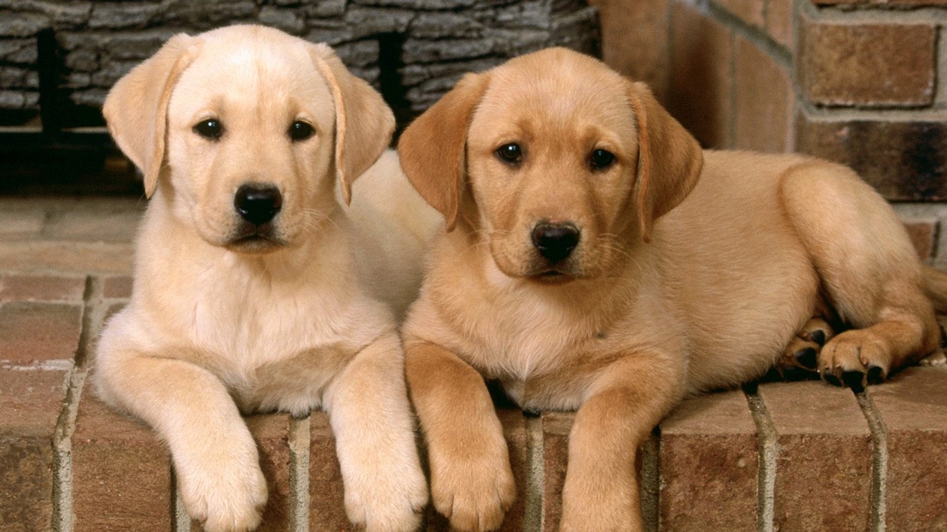 1600 dog photo wallpaper (3) #13 - 1366x768