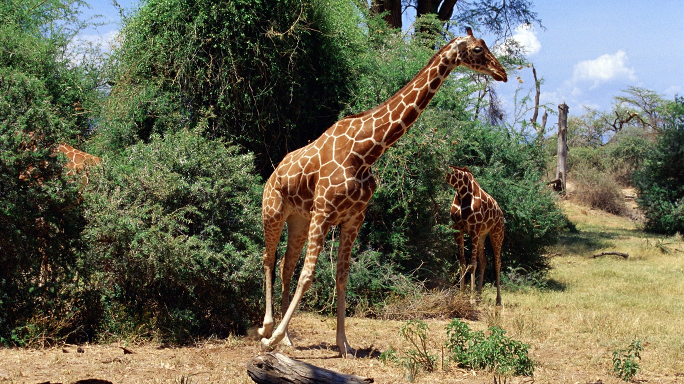 albums wallpaper Girafe #2 - 1366x768