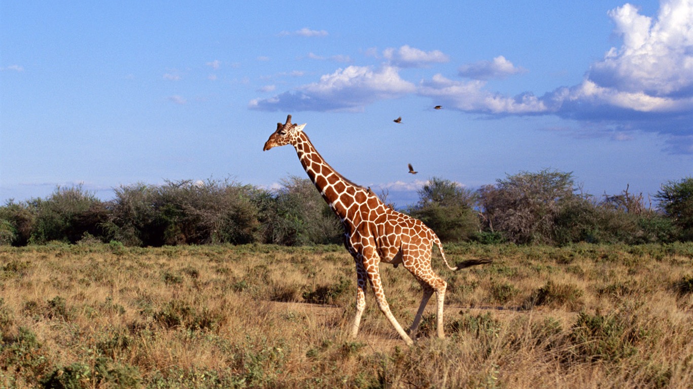 Giraffe wallpaper alba #3 - 1366x768