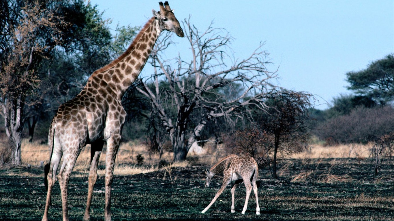 Giraffe wallpaper albums #16 - 1366x768