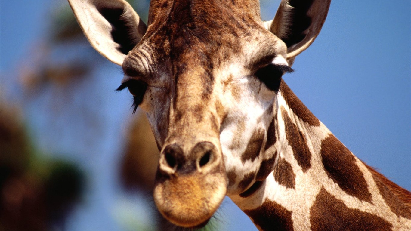 albums wallpaper Girafe #19 - 1366x768