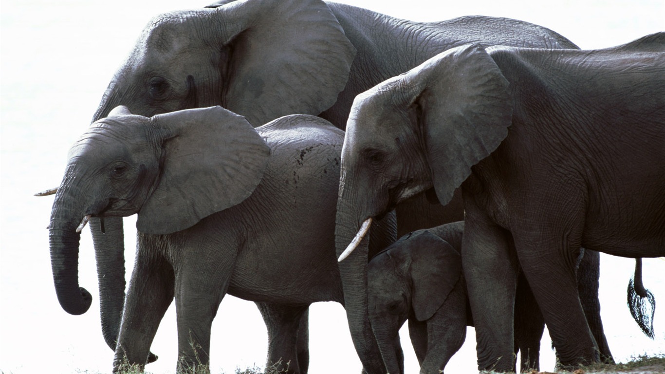 Elephant Photo Wallpaper #7 - 1366x768