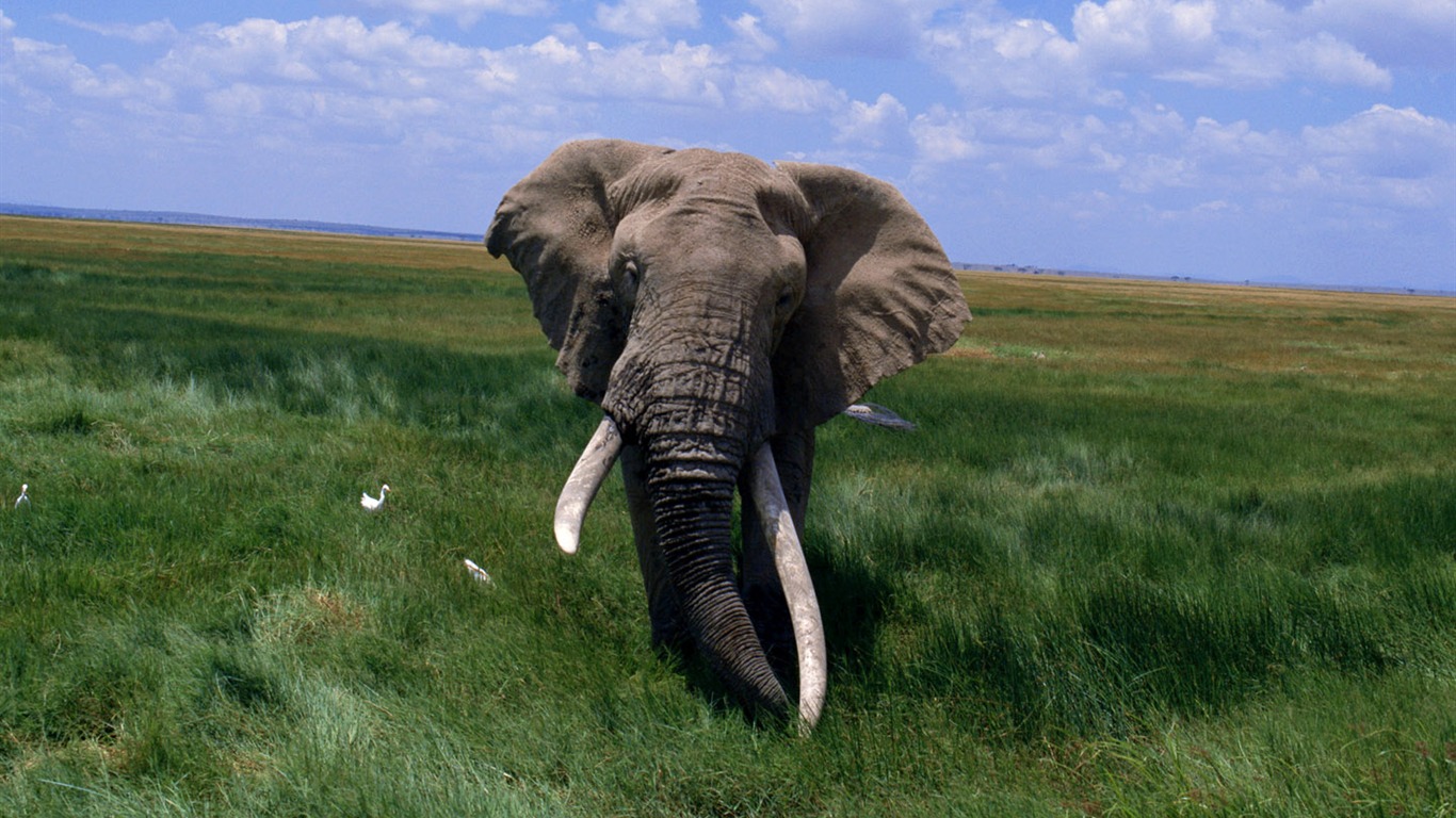 Elephant Photo Wallpaper #10 - 1366x768